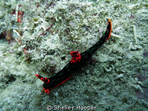 Nudibranch at Norman Reef, Great Barrier Reef, Cairns by Shelley Hooper 